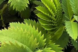 Image result for Melianthaceae