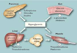 Anti Diabetic Drugs And Their Mechanisms Of Action Download Scientific Diagram