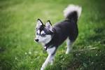 Alaskan Klee Kai Dog Breed - Facts and Personality Traits ...