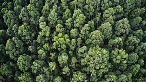 Slang term used for marijuana. Iranian Environmentalists To Plant 1 Billion Trees In 5 Years Tehran Times