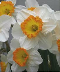 Narcissus Sound Occasionally Producing Multiple Stems Per Bulb Sound Has Creamy White Petals And An Golden O White Flower Farm Bulb Flowers Spring Flowers