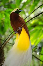 Lesser Bird Of Paradise Images Pin On Birds Photographs