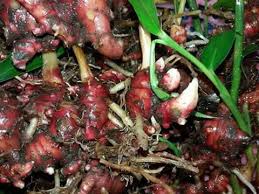 Halia bara gold kini mampu merawat & penawar yg sangat berkesan. Rhizome Halia Bara Berminat Boleh Laman Pokok Kantan Facebook