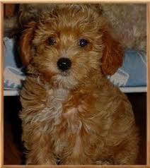 We did not find results for: Yorkiepoo Colors Of Pups Nc Yorkie Poo Yorkie Puppy Yorkshire Terrier