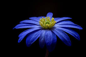 Address, 7 fiori blu review: Fiori Blu Le 5 Varieta Piu Belle E Facili Da Coltivare