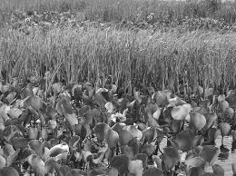 Image result for Oxycaryum