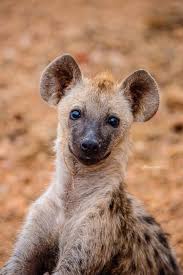 Shannon Wild Who Could Resist This Face A Curious Young Hyena Animals African Animals
