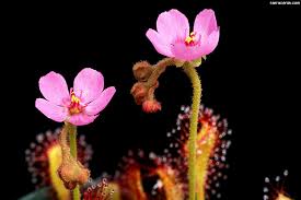 Image result for Drosera burkeana