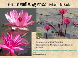 99 Tamil Flowers Kurunjipaatu Flowers 61 70 Flowers Glory Lily Water Lily