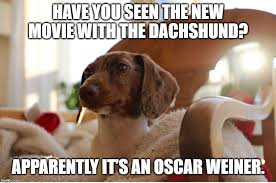 Dachshund Meme Dachshund Memes Dachshund Dog Memes