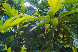In cooler, more arid areas, the trees produce edible fruit, but too small for commercial use. Enjoying Tropical Fruits In Hawaii Panda Travel