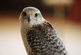 Borrowed from middle persian šhyn' (šāhēn, falcon, literally kingly, majestic). Ø§Ù„Ø³Ø¹ÙˆØ¯ÙŠØ© Ø¨ÙŠØ¹ ÙØ±Ø® Ø´Ø§Ù‡ÙŠÙ† Ø¨Ø³Ø¹Ø± Ù‚ÙŠØ§Ø³ÙŠ ÙÙŠ Ù…Ø²Ø§Ø¯ Ø§Ù„ØµÙ‚ÙˆØ± Rt Arabic