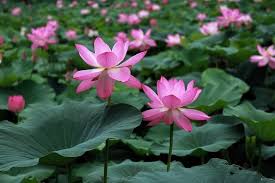 Check spelling or type a new query. Lotus Flower Tattoo Meaning And Designs Symbol Sage