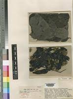 Image result for Mucuna poggei