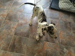 The great dane has a long and noble history. Great Dane Puppies For Sale In Indianapolis Indiana Classified Americanlisted Com