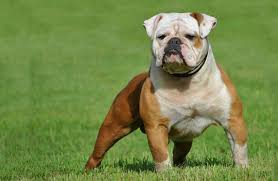 Browse lancaster puppies for english bulldog breeders. Old Tyme Bulldog Puppies For Sale In Scotland Glasgow Edinburgh Petsyoulove