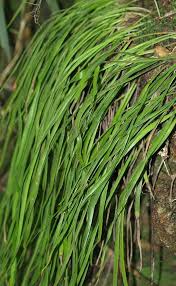 Image result for Diaphananthe bidens