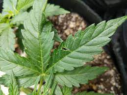 However, you need to be careful about how much ventilation and. Weird Holes Gashes In Leaves Windburn Autoflowers