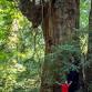 Redwood Connections at Jack London State Historic Park