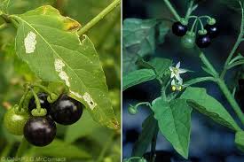 Image result for Solanum supinum