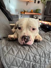 CALIFORNIA RESCUES‼️ 3 Yrs Old!! Available Now For Adoption💜