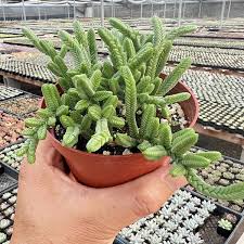 Image result for Crassula alticola