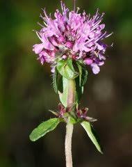 Image result for Achyrospermum ciliatum