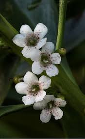 Image result for Myoporum laetum
