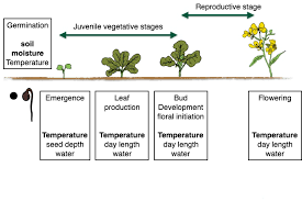 Accessing And Using Day Degrees In Field Crops As A Tool To