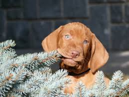 Image result for maďarský krátkosrstý ohař