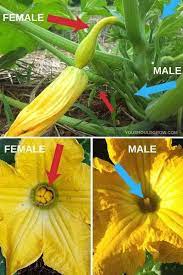 If there has been unusually high amounts of rain or cold weather. Growing Crookneck Squash The Best Summer Squash Squash Flowers Growing Zucchini Growing Vegetables
