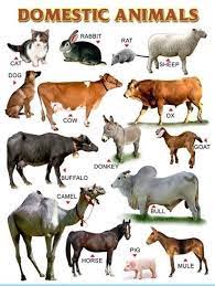 The domesticated ones have even found a home in neighborhoods while others continue to thrive in the wild. Easy Learning Animals Chart Domestic Animals Names Howto Kids Kidslearning Animalnames Animal Pictures Animals Name In English Animals