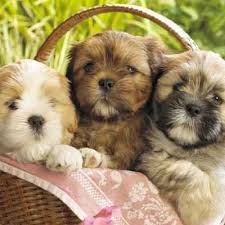 Check spelling or type a new query. Available Teddy Bear Puppies