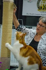 Join us at companion cat world and get a membership card, savings, and fun events! Atlanta Phoenix Cat Show 1 Mar 2020