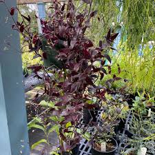 Image result for Gibasis