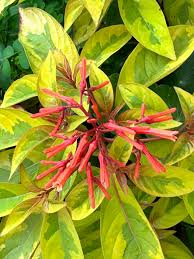 Image result for Hamelia patens