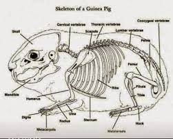 Pin On Guinea Pigs