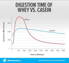 What S The Difference Between Whey And Casein Protein Bodybuilding Com