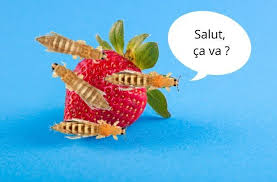 Tendance Tiktok Y A T Il Des Insectes Dans Tes Fraises Fraise Insectes Insectes Volants