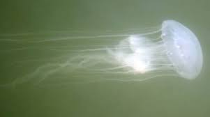 Image result for Chrysochloa hubbardiana