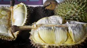Bagi anda yang tertarik untuk budidaya durian montong, ada beberapa tips dari kami agar hasil yang diperoleh juga maksimal sesuai dengan harapan anda. Hikayat Mbah Kromo Dan Durian Berkaki Tiga Di Banyumas Regional Liputan6 Com