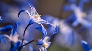 Image result for Cyanastrum johnstonii