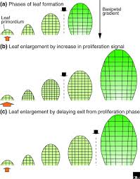 Check spelling or type a new query. New Clues To Organ Size Control In Plants Genome Biology Full Text