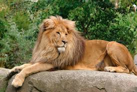 Bildergebnis Fur Alter Lowe Im Zoo Leipziger Zoo Leipzig Zoo Zoo