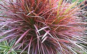 Image result for Dracaena afromontana