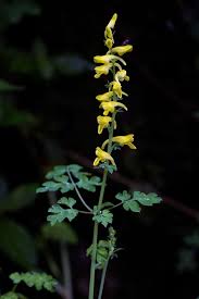 Image result for Corydalis mildbraedii