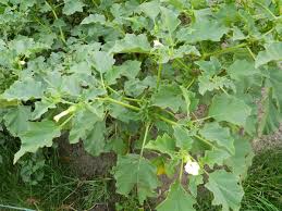 Image result for Datura ferox