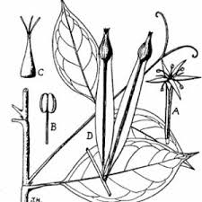 Image result for Afrobrunnichia erecta