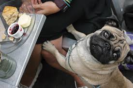 A Friend Recommended Rose Bakery In Paris And I Really Loved The Little Bohemian British Hideaway Cute Pugs Pugs Pug Pictures