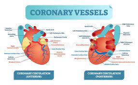The width of blood vessels varies, but they all have a lumen. Coronary Vessels Anatomical Health Care Vector Illustration Labeled Diagram Heart Blood Flow System With Blood Vessel Scheme Stock Vector Illustration Of Heartbeat Cardio 116076791